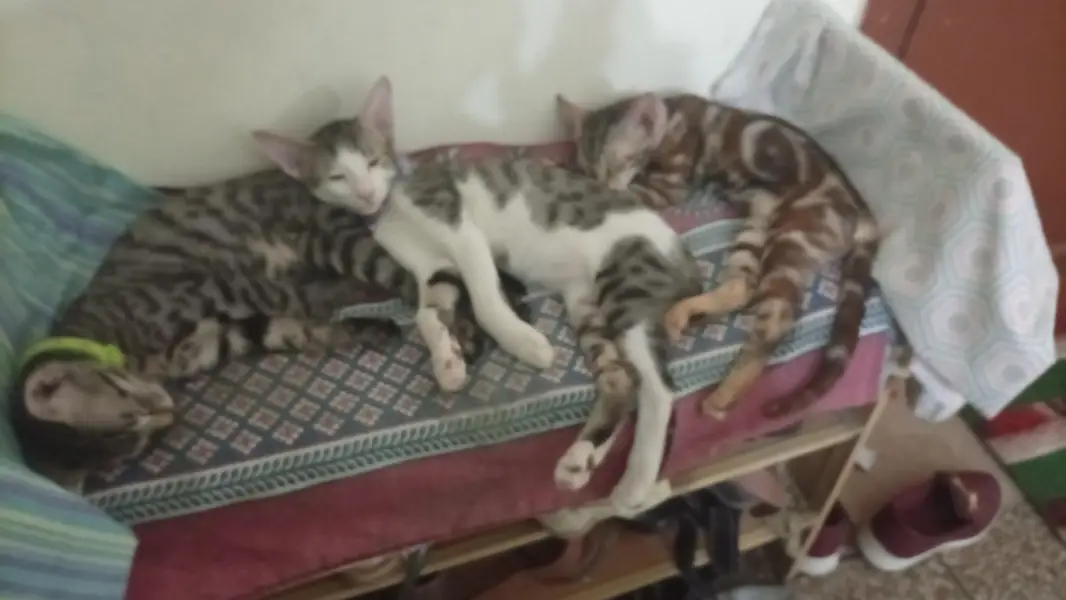 kittens — photo 3