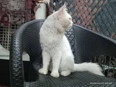 Persian cat nice cat