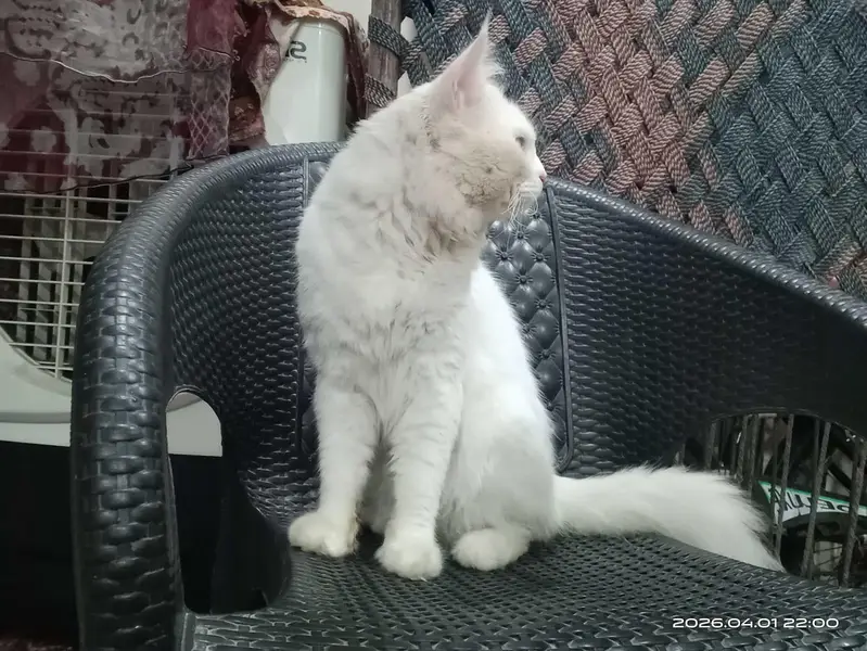 Persian cat nice cat
