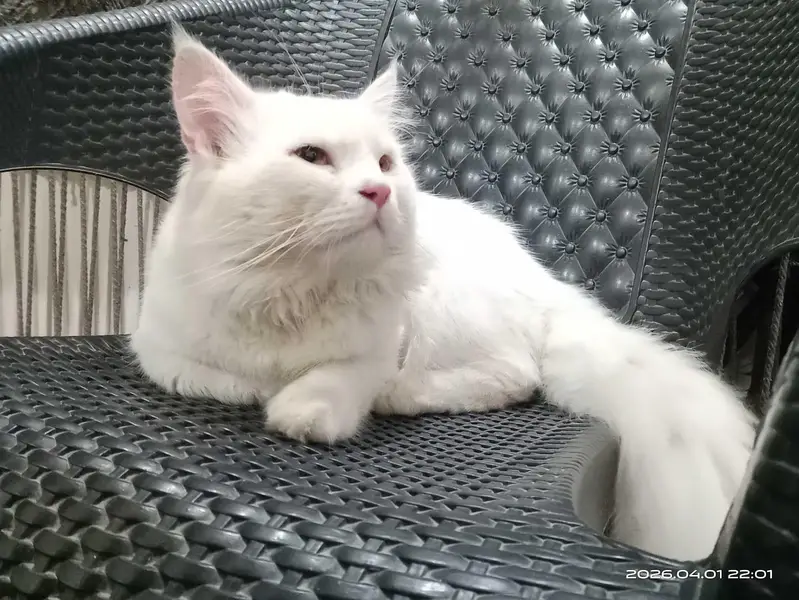 Persian cat nice cat — photo 2