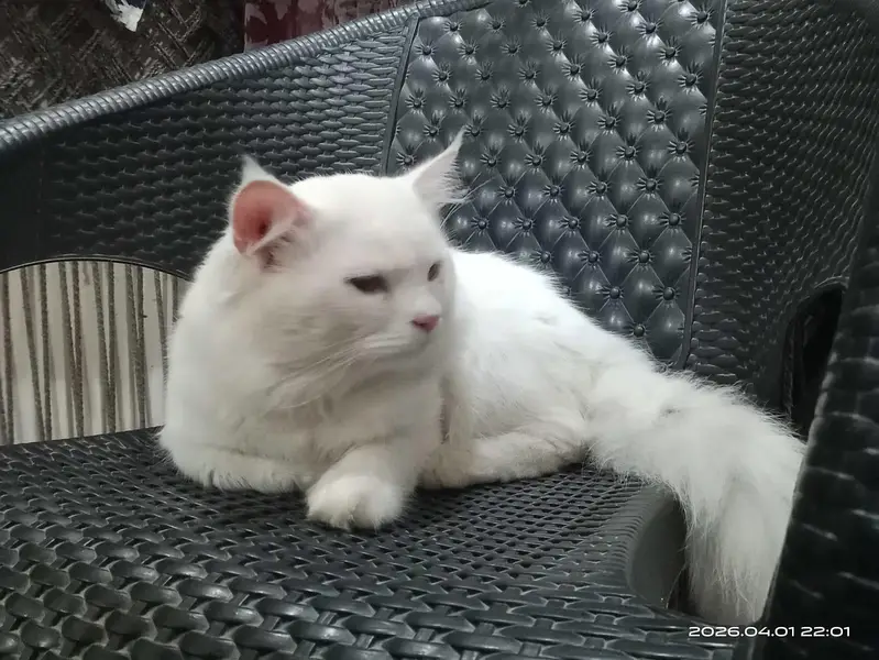 Persian cat nice cat — photo 3