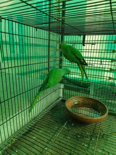 Green Parrots only serious buyer plz 13k