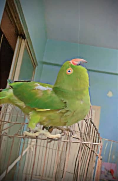 Ringneck 3 year