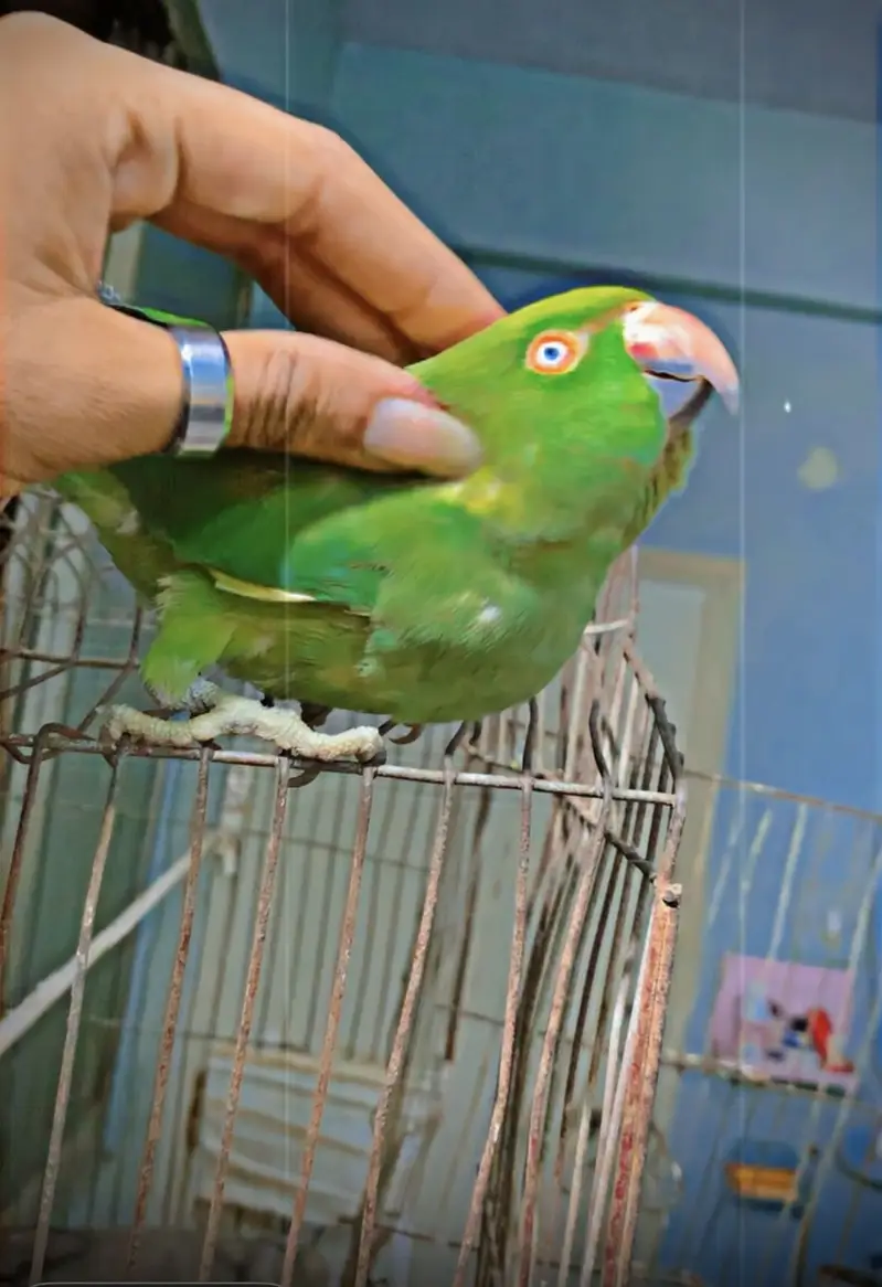 Ringneck 3 year — photo 2