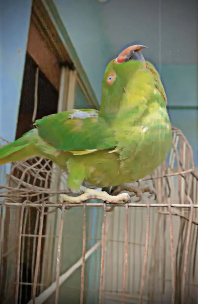 Ringneck 3 year — photo 3