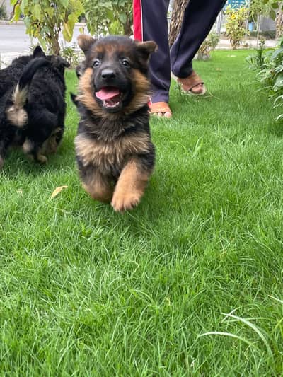 Long Coat German shephard puppies available