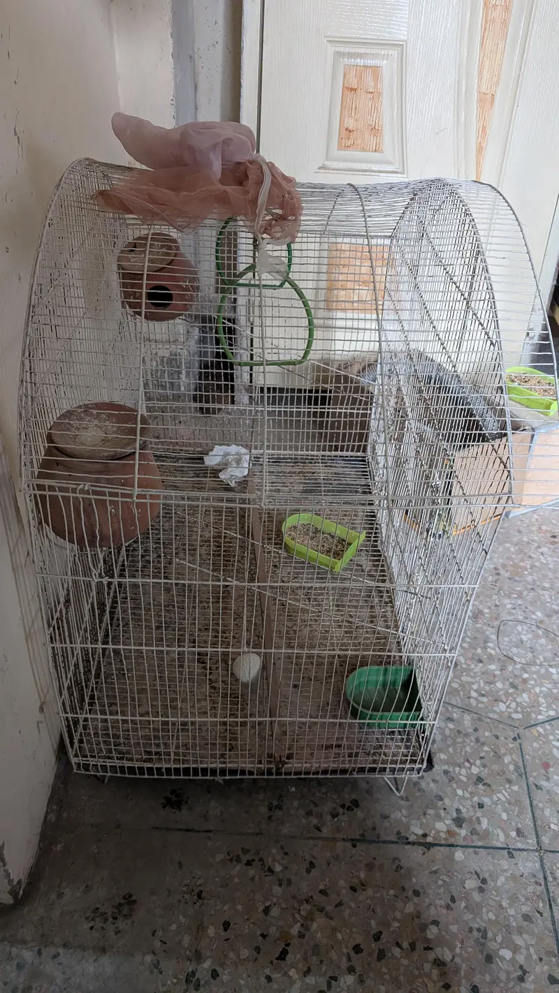 Big Cage And 4 kujjas For Parrots
