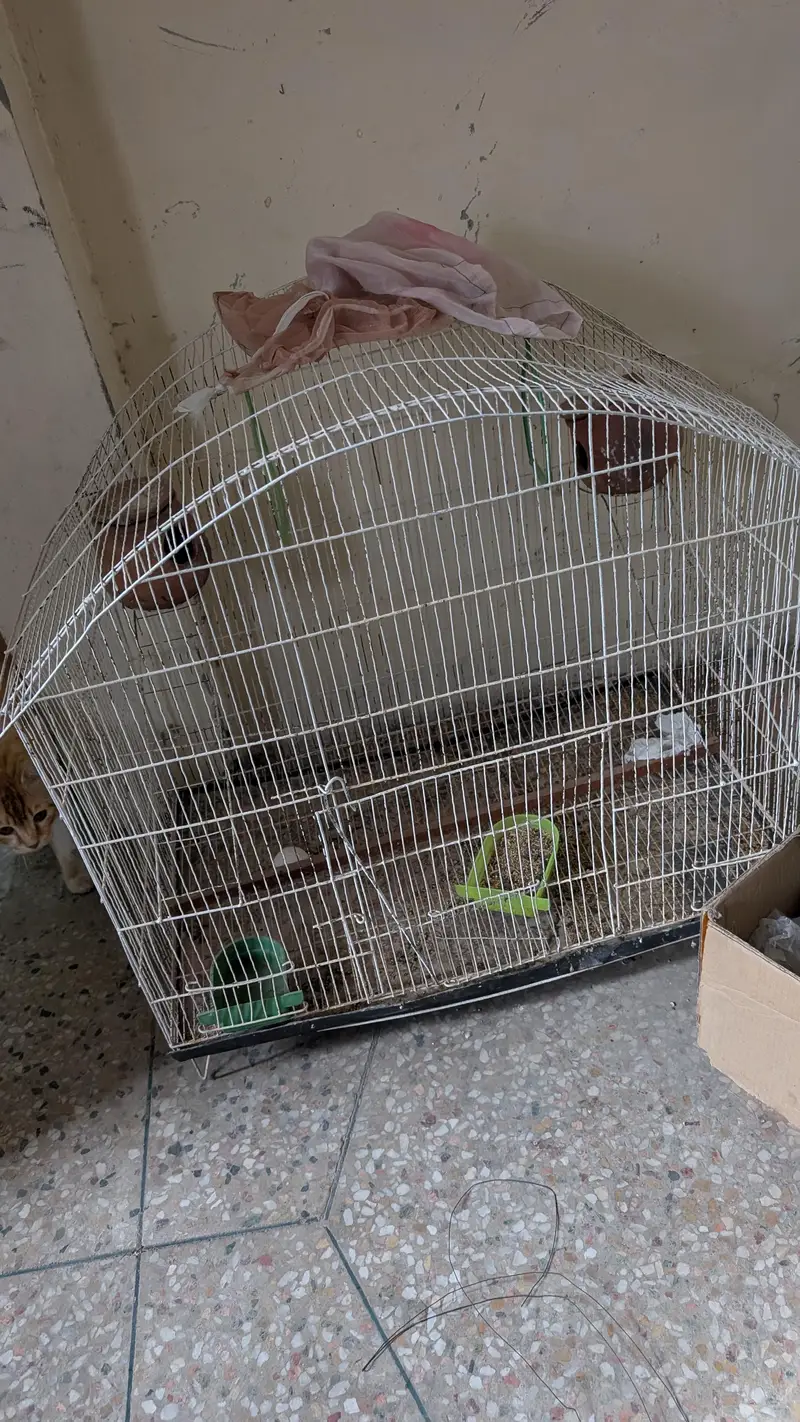 Big Cage And 4 kujjas For Parrots — photo 2