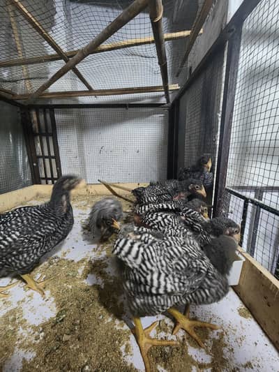 Plymouth heritage chicks for sale