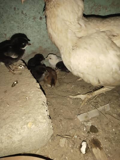 aseel chicks 03152777437
