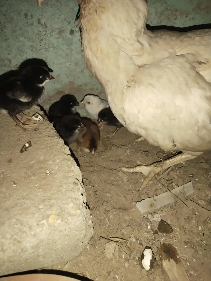 aseel chicks 03152777437
