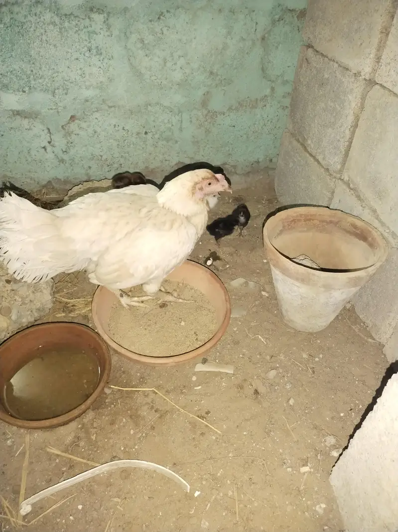 aseel chicks 03152777437 — photo 2