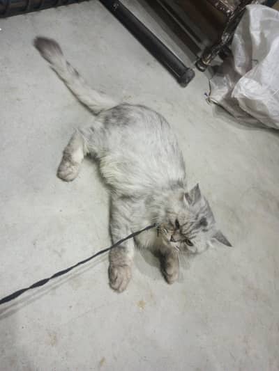 Persian male