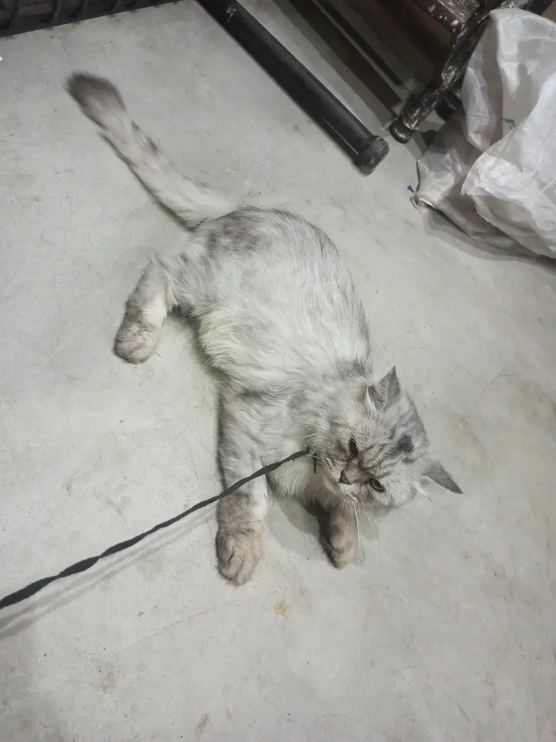 Persian male