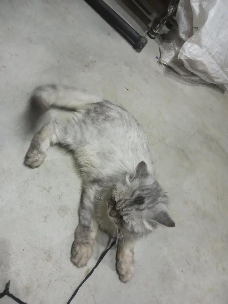 Persian male — photo 2