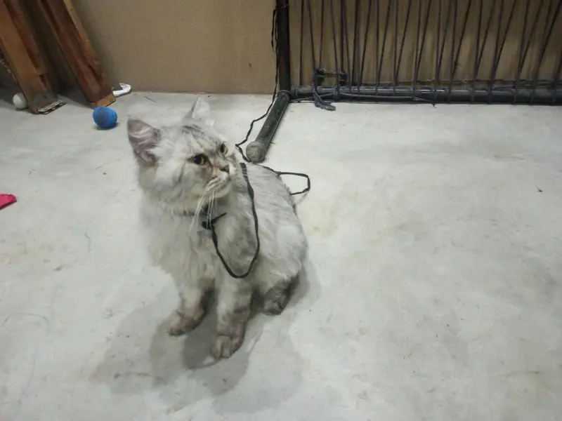 Persian male — photo 3