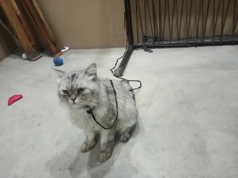 Persian male — photo 4