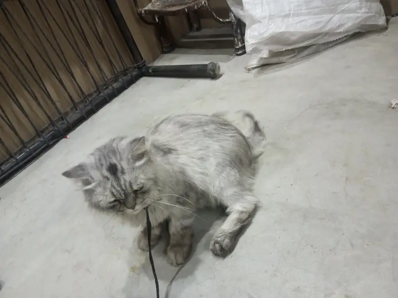 Persian male — photo 5