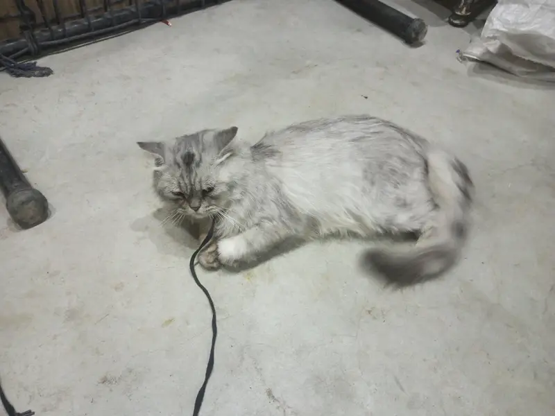 Persian male — photo 6