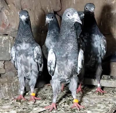 Pigeons baby's