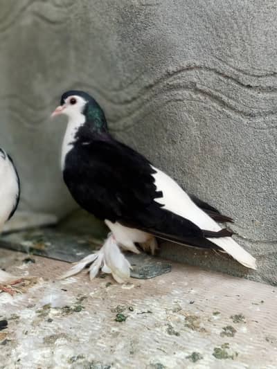 sherazi female beautiful quality forsale