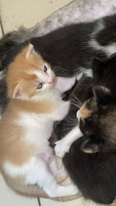 1 month olds persian cats male and female