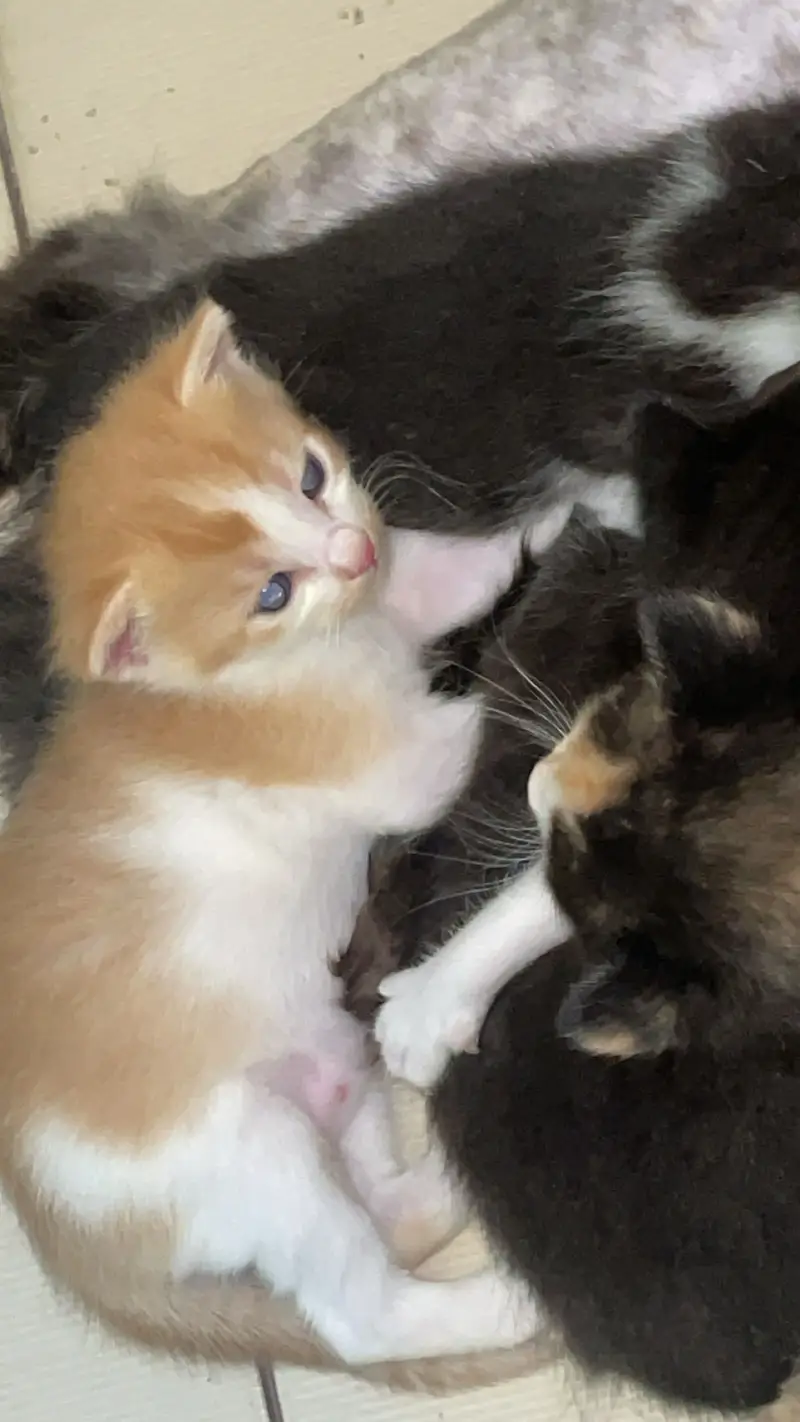 2 month olds persian cats male and female