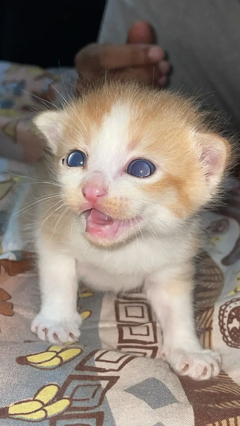 2 month olds persian cats male and female — photo 3