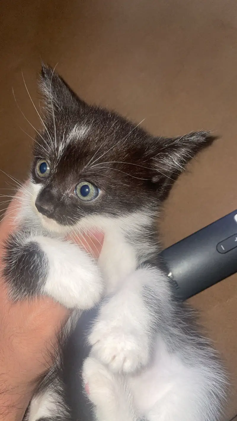 2 month olds persian cats male and female — photo 4
