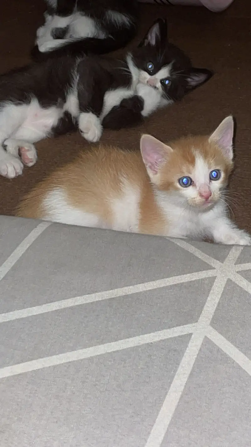 2 month olds persian cats male and female — photo 6