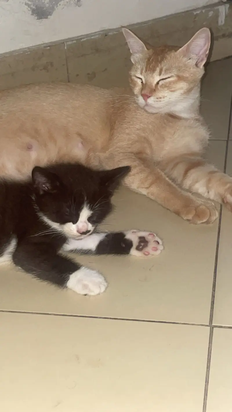 2 month olds persian cats male and female — photo 8