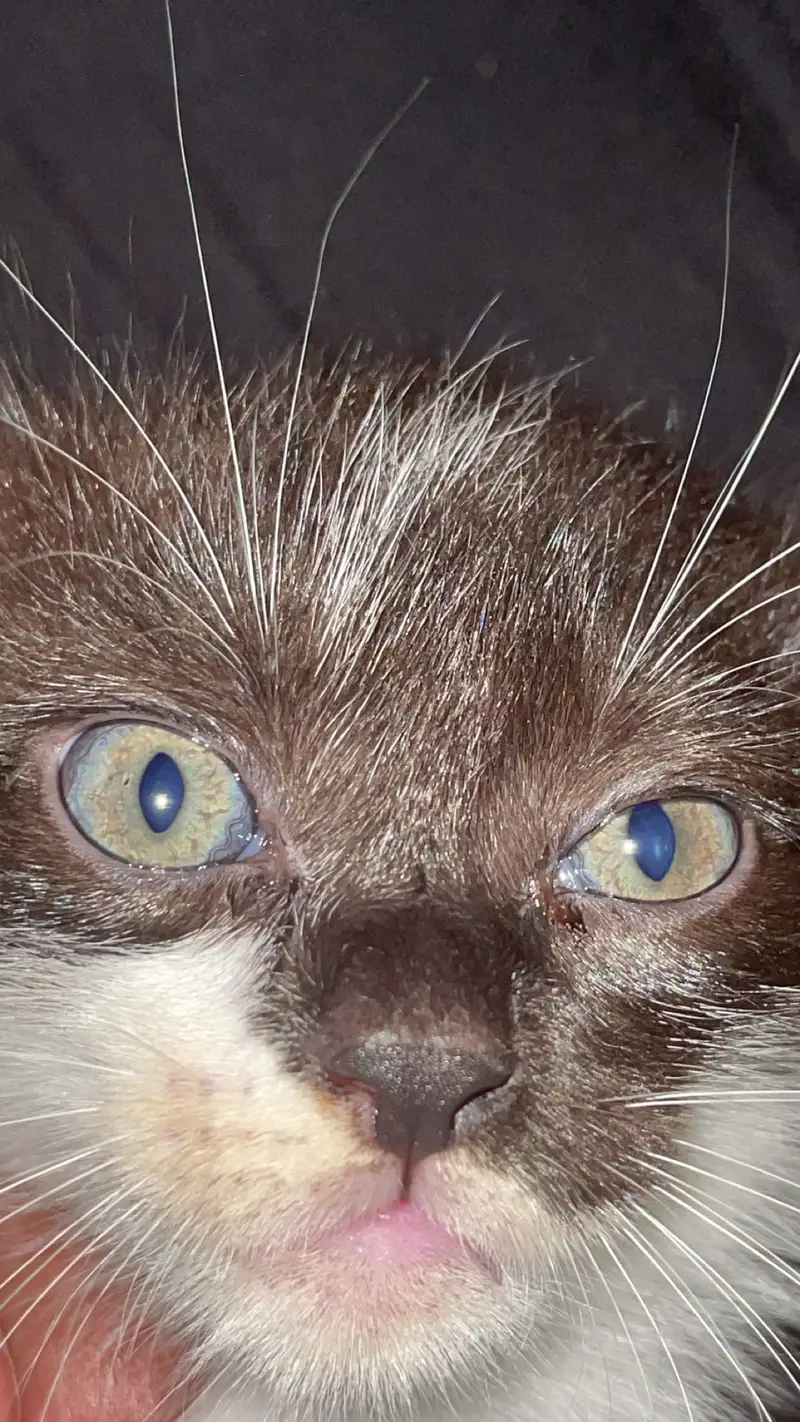 2 month olds persian cats male and female — photo 9