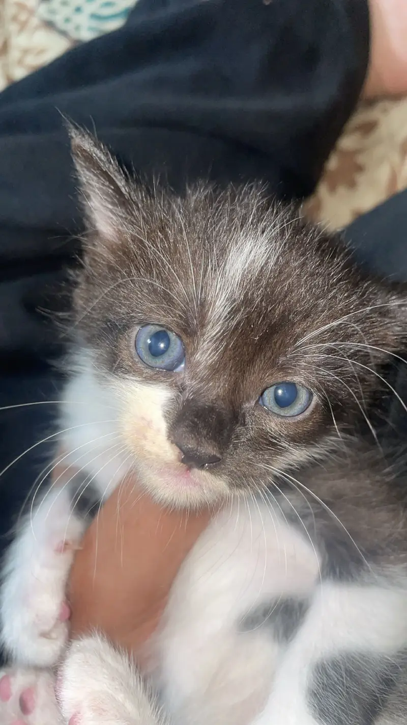 2 month olds persian cats male and female — photo 10