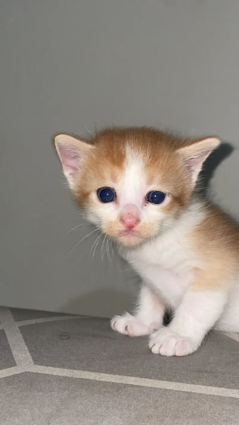 2 month olds persian cats male and female — photo 11