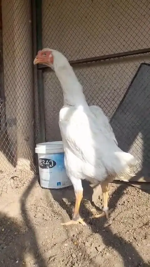 shamo paper white female