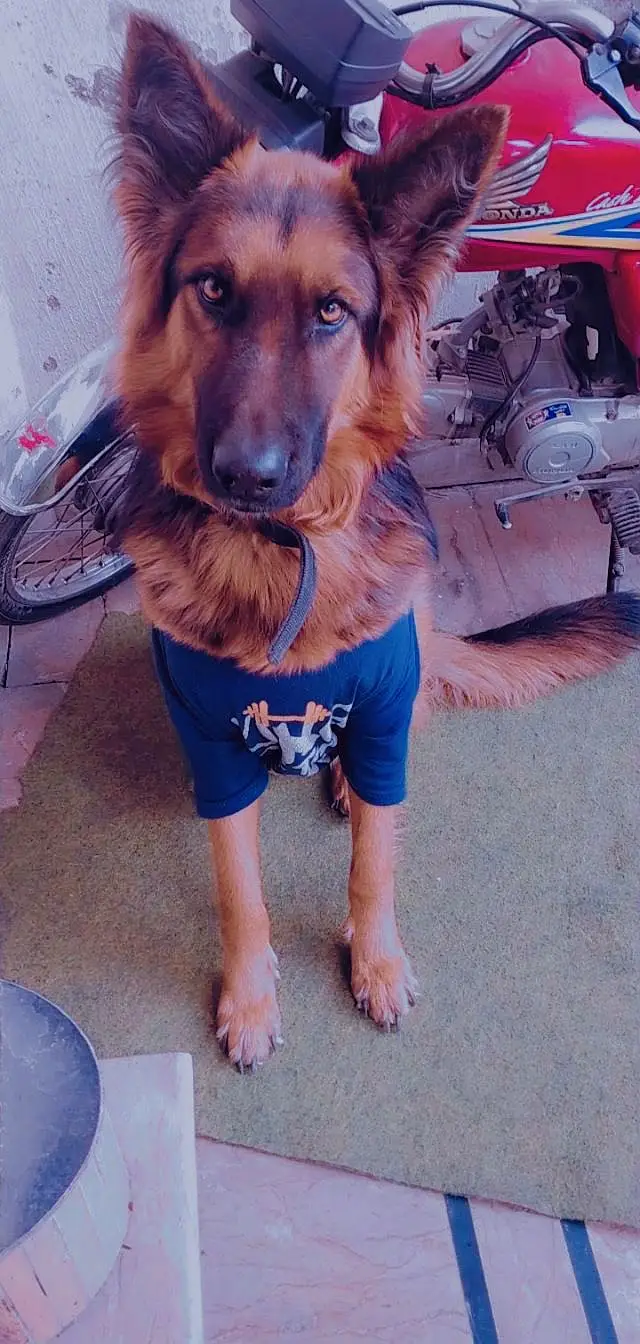 Ari - German shepherd