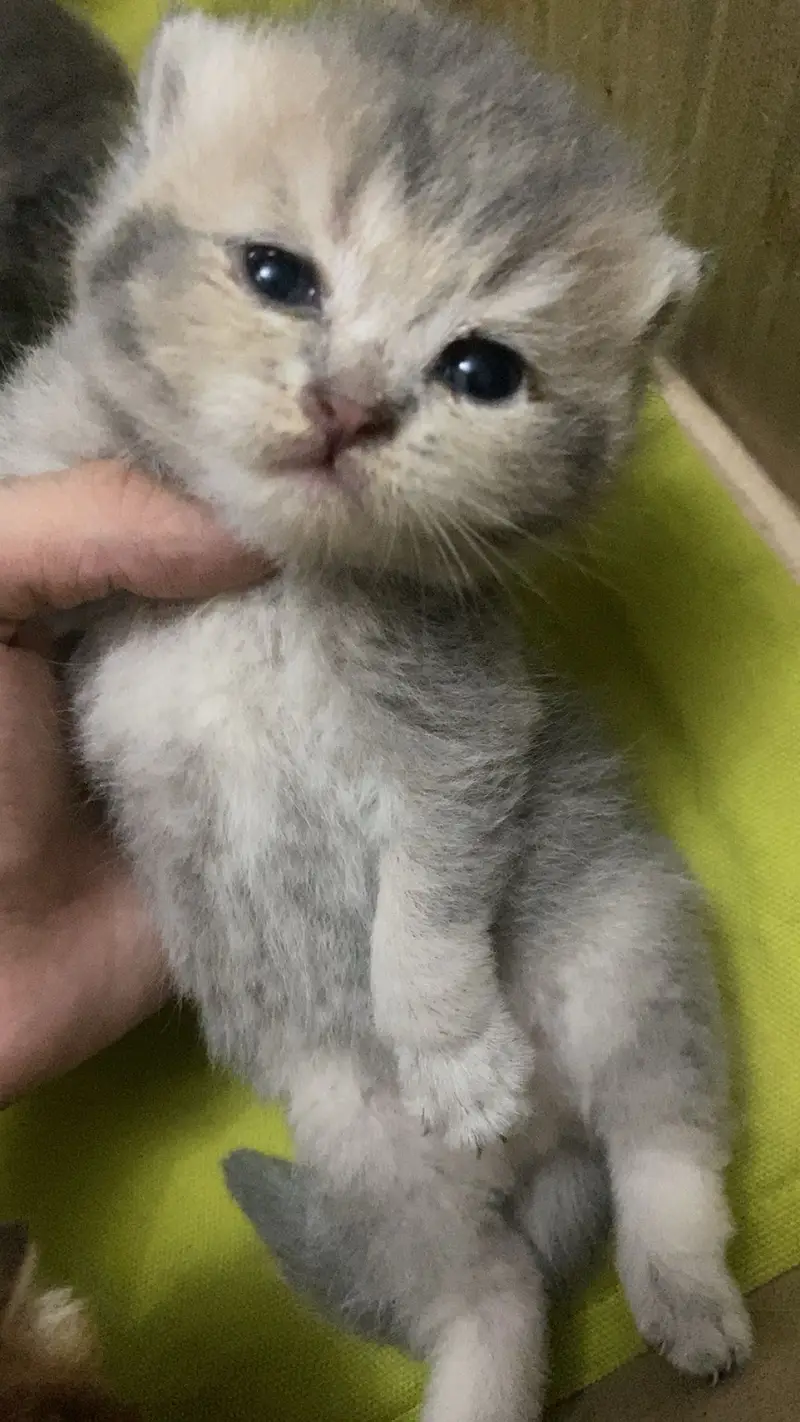 Scottish Fold British Shorthair Kittens — photo 2