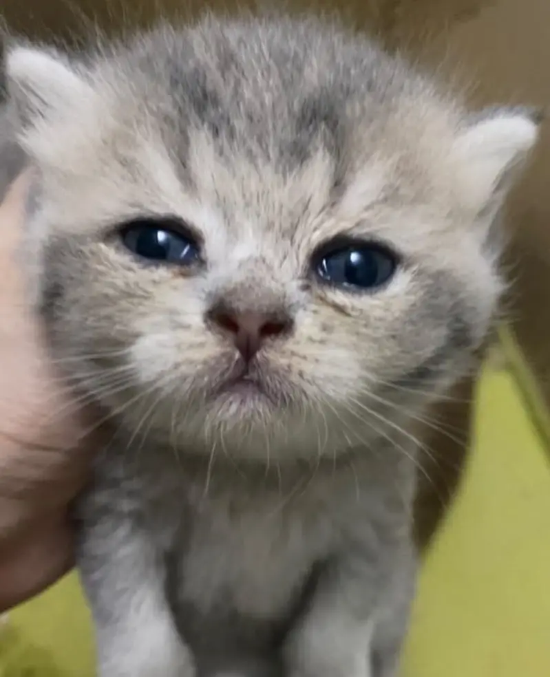 Scottish Fold British Shorthair Kittens — photo 7