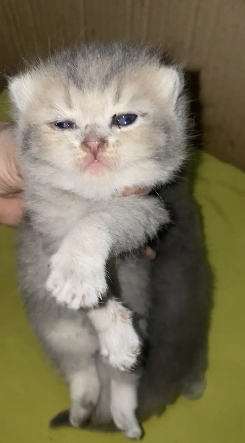 Scottish Fold British Shorthair Kittens — photo 3