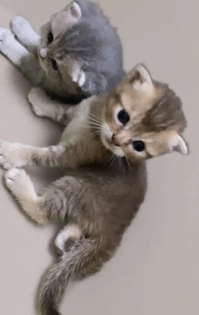 Scottish Fold British Shorthair Kittens — photo 4