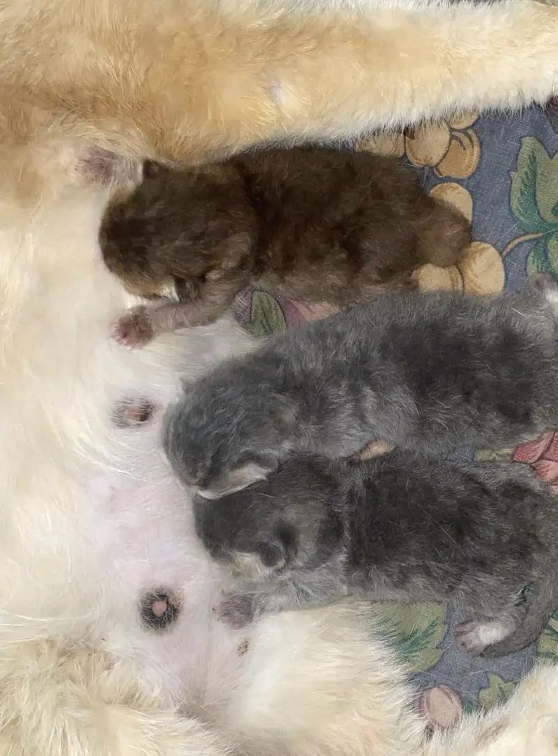 Scottish Fold British Shorthair Kittens — photo 5