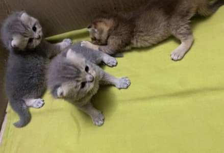 Scottish Fold British Shorthair Kittens