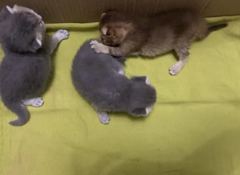Scottish Fold British Shorthair Kittens — photo 6