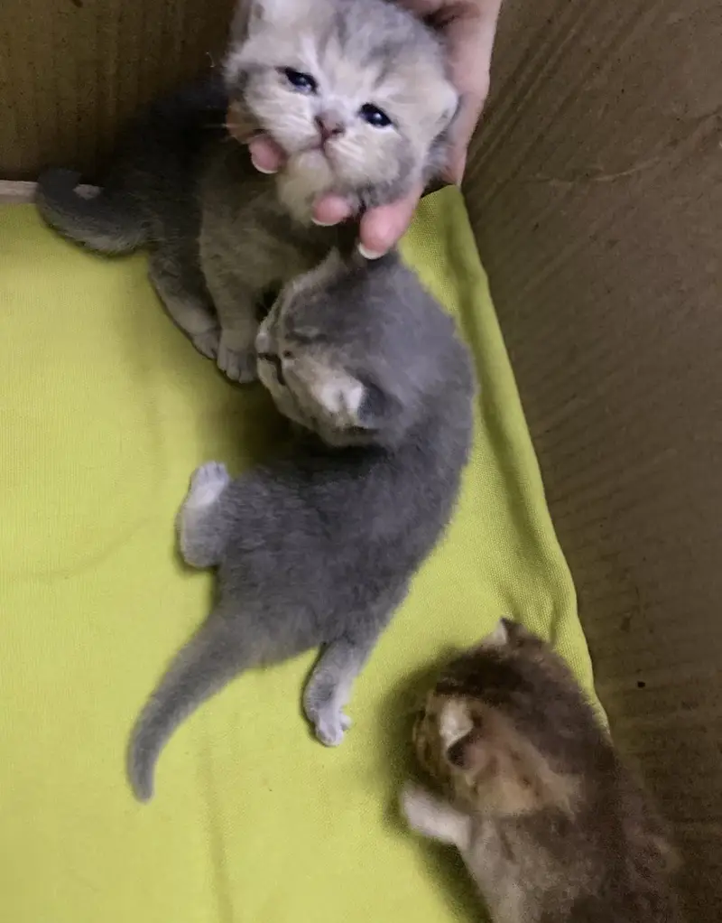 Scottish Fold British Shorthair Kittens — photo 8