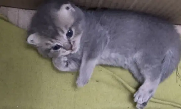 Scottish Fold British Shorthair Kittens — photo 9