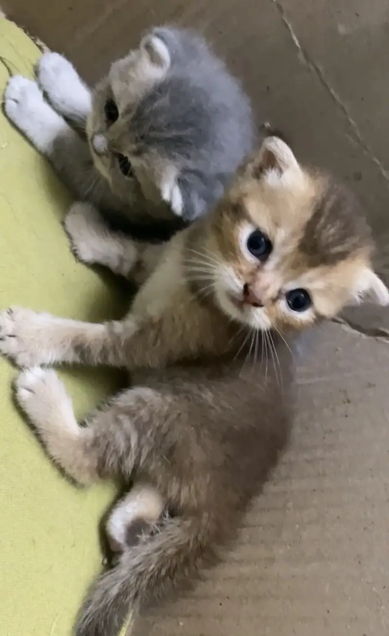 Scottish Fold British Shorthair Kittens — photo 10