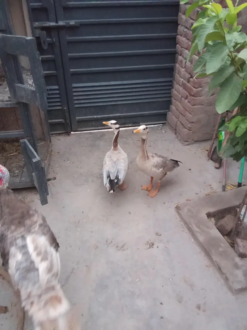 sale geese