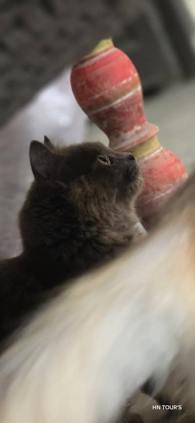 female cat fully active healthy