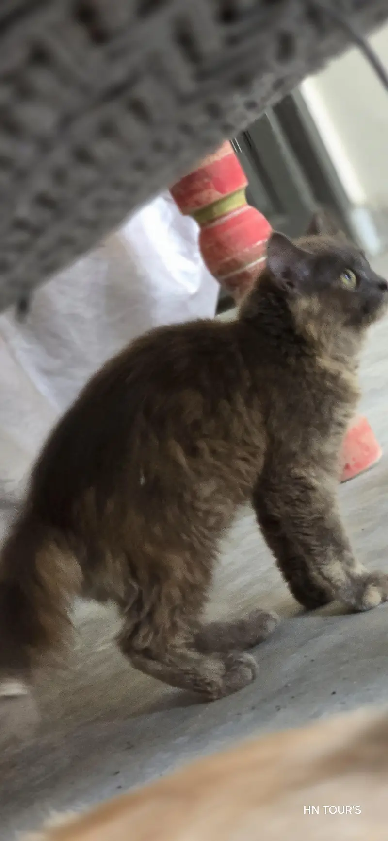 female cat fully active healthy — photo 2