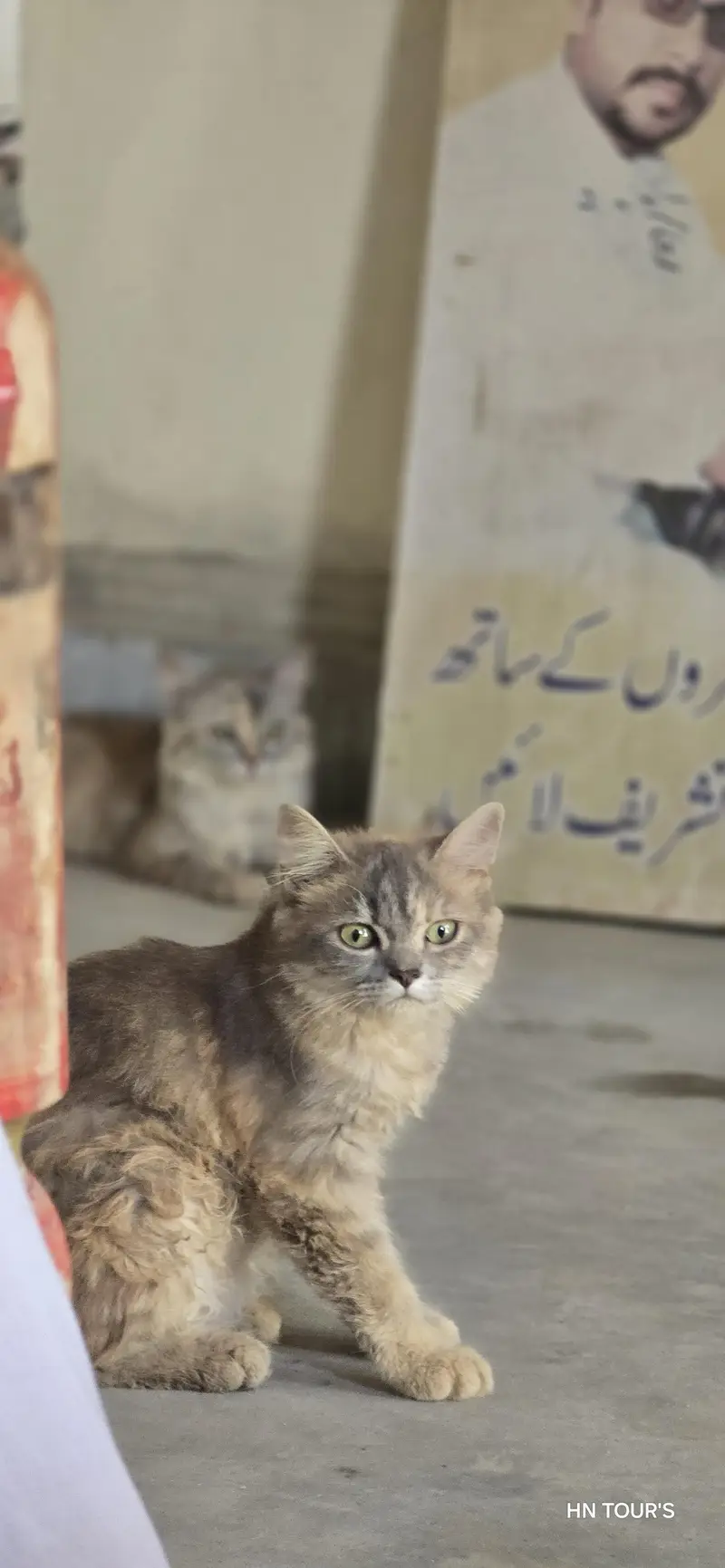 female cat fully active healthy — photo 3